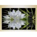 Картина Rainbow Polyptych Water lily and massage stones 01 (2932272)