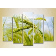 Картина Rainbow Polyptych Wheat Ears 03 (2932821)