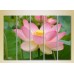 Картина Rainbow Polyptych Lotus pink 03 (2932830)