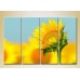 Pictură Rainbow Polyptych Sunflower (2932332)