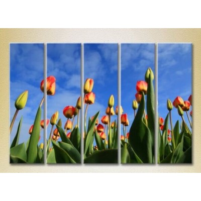 Картина Rainbow Polyptych Tulip Field 04 (2932861)