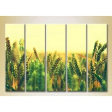 Картина Rainbow Polyptych Wheat Field 03 (2932862)