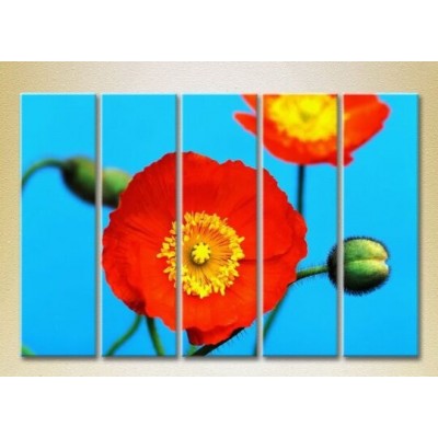 Картина Rainbow Polyptych Blooming Poppy 02 (2932904)