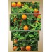 Pictură Gallerix Polyptych orange tree (1547185)