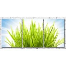 Pictură Gallerix Bunch of green grass with sunbeams (500540)