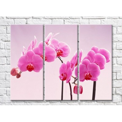 Pictură Gallerix Lush twigs of pink orchids (500544)