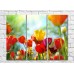 Картина Gallerix Multicolored tulips in the sun (500561)