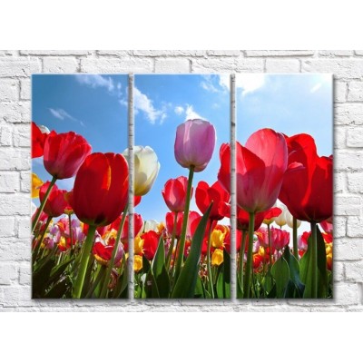 Картина Gallerix Multicolored tulips against the sky (500563)