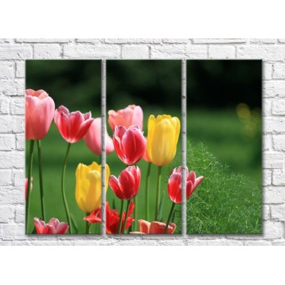 Картина Gallerix Multicolored tulips in a flower bed (500564)