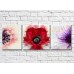 Картина Gallerix Multicolored poppies (3572583)