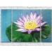 Картина Gallerix Drawing of a lilac water lily (500569)