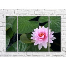 Картина Gallerix Pink water lily on the water against a background of leaves (500571)