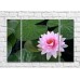 Картина Gallerix Pink water lily on the water against a background of leaves (500571)