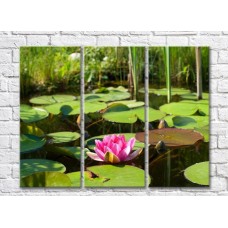 Картина Gallerix Pink water lily on a pond against a background of reeds (500573)