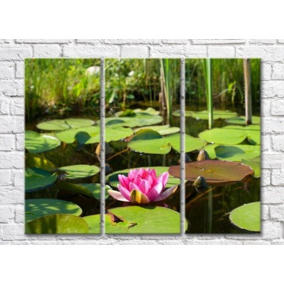 Картина Gallerix Pink water lily on a pond against a background of reeds (500573)