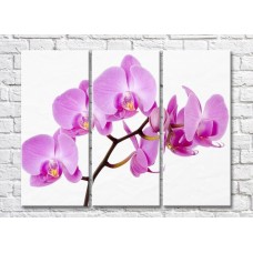 Картина Gallerix Pink orchid on white background (500575)