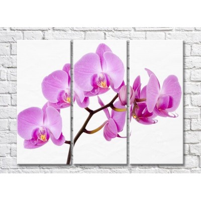 Pictură Gallerix Pink orchid on white background (500575)