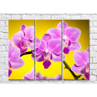 Картина Gallerix Pink orchid on yellow background (500576)