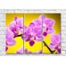 Картина Gallerix Pink orchid on yellow background (500576)