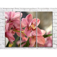 Картина Gallerix Pink orchid flowers with a variegated heart (500595)