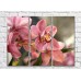 Pictură Gallerix Pink orchid flowers with a variegated heart (500595)