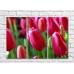 Pictură Gallerix Pink tulip flowers on green leaves background (500597)