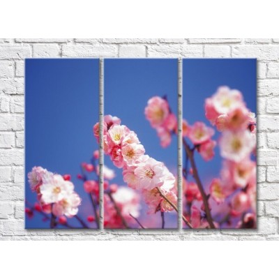 Картина Gallerix Pink sakura flowers against a blue sky (500601)