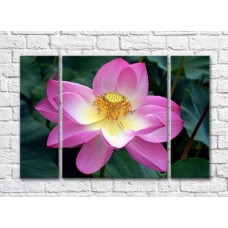 Картина Gallerix Pink lotus on dark green leaf background (500604)