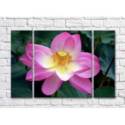 Pictură Gallerix Pink lotus on dark green leaf background (500604)