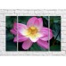 Pictură Gallerix Pink lotus on dark green leaf background (500604)