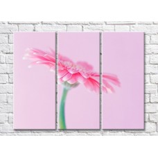 Картина Gallerix Pink gerbera flower on a pink background (500608)