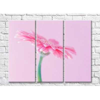 Картина Gallerix Pink gerbera flower on a pink background (500608)