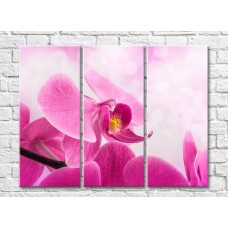 Картина Gallerix Pink orchid flower close up (500609)