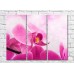 Картина Gallerix Pink orchid flower close up (500609)