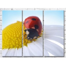 Картина Gallerix Chamomile and ladybug on a flower (500611)