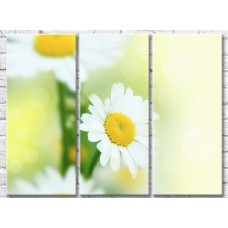 Картина Gallerix Chamomile on a light abstract background (500612)