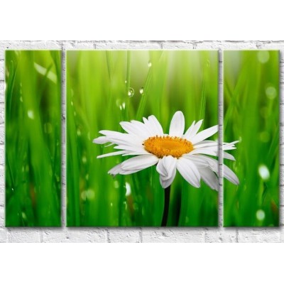 Картина Gallerix Chamomile on a background of blades of grass with dew (500613)