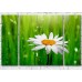 Картина Gallerix Chamomile on a background of blades of grass with dew (500613)