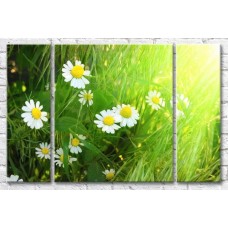 Картина Gallerix Chamomile in the rays of the breaking sun (500616)