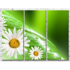 Картина Gallerix Daisies on a green leaf background with dew drops (500621)