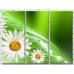 Картина Gallerix Daisies on a green leaf background with dew drops (500621)