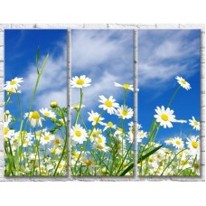 Картина Gallerix Chamomile on a sky background (500622)