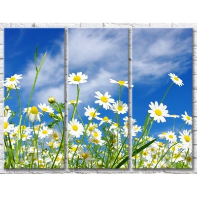 Картина Gallerix Chamomile on a sky background (500622)