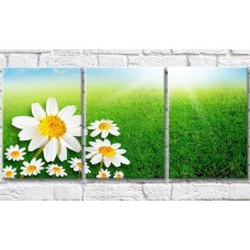 Картина Gallerix Chamomile on a background of green grass (500625)