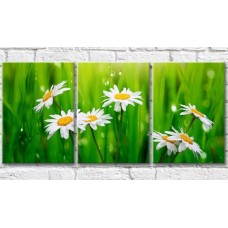 Картина Gallerix Chamomile on a background of blades of grass with dew (500628)