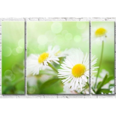 Pictură Gallerix Daisies with narrow petals on a green background (500630)