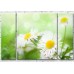 Pictură Gallerix Daisies with narrow petals on a green background (500630)