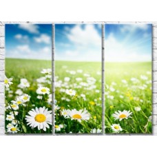 Картина Gallerix Chamomile field and sun rays (500631)