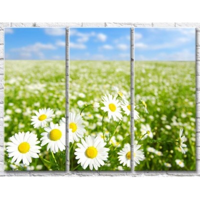 Картина Gallerix Chamomile field against the blue sky (500632)