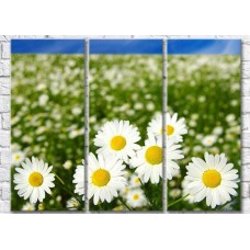 Картина Gallerix Chamomile field with large flowers in the foreground (500635)